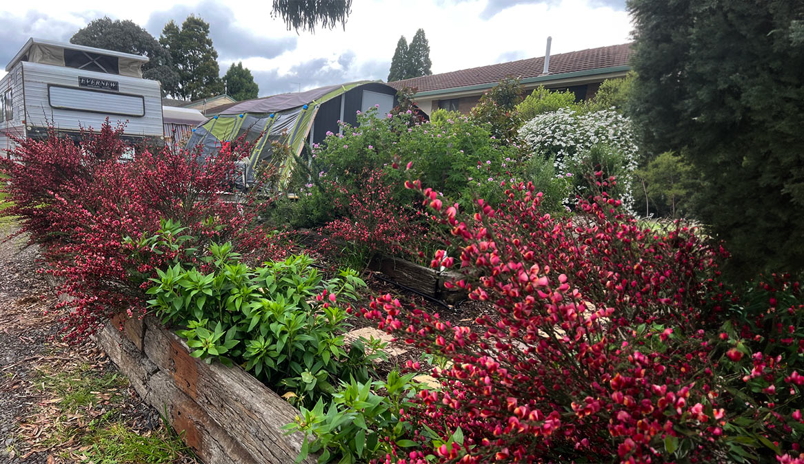 Flowers in outside area of caravan park