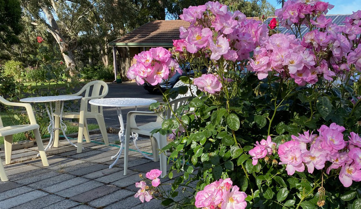 Beautiful pink flowers in caravan park