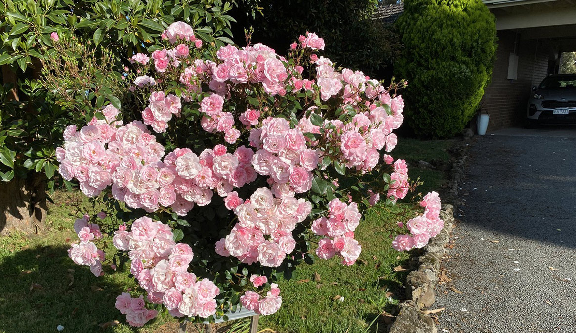 Beautiful pink flowers in lan area of caravan park